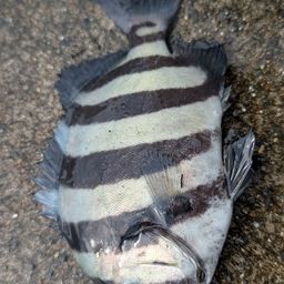 サンバソウ