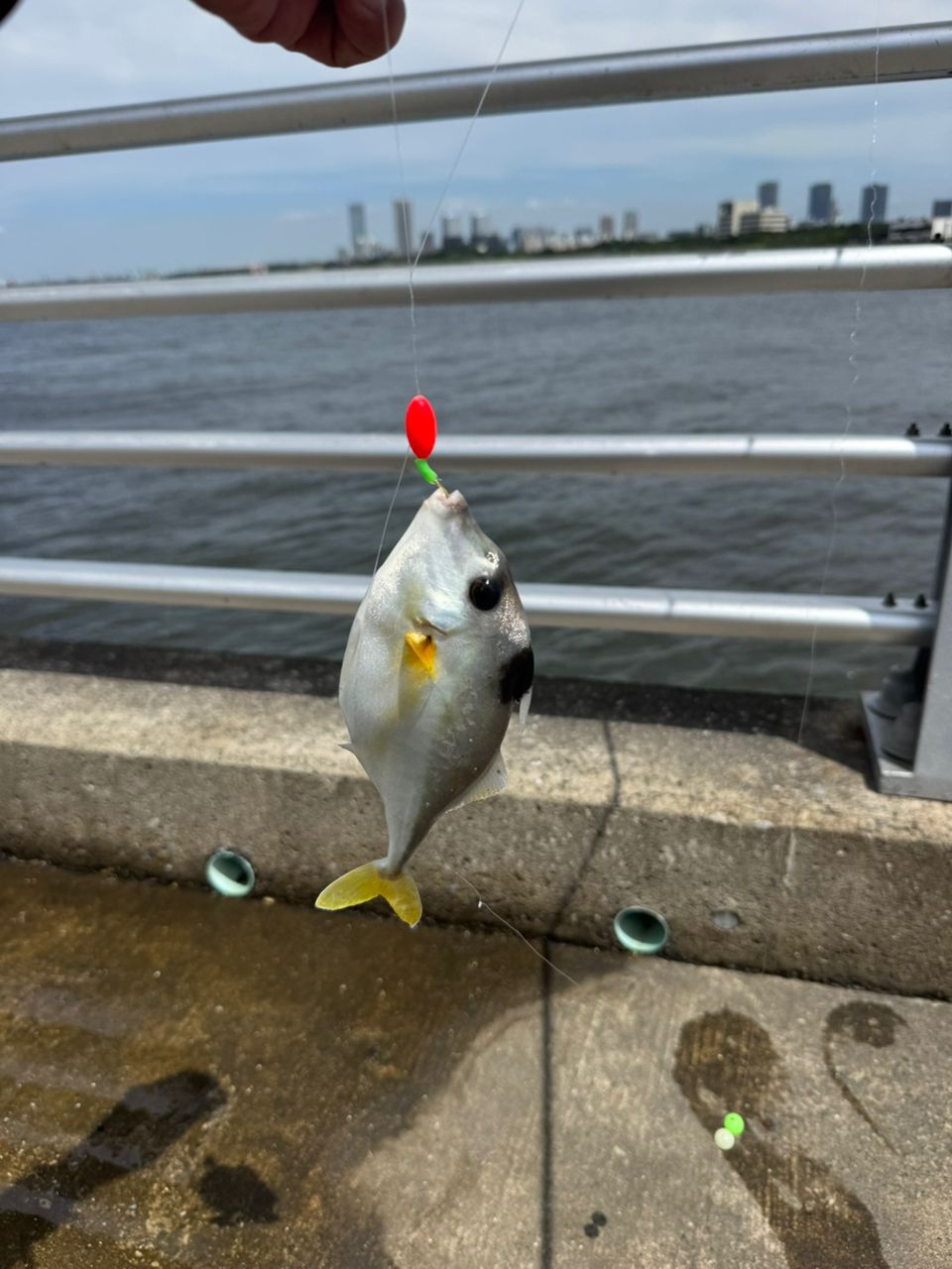 ギマ