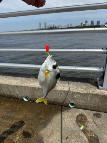 ギマの釣果