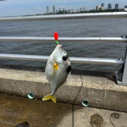 ギマ