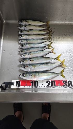 サバの釣果