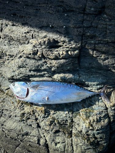 マルソウダの釣果
