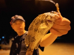 クロソイの釣果