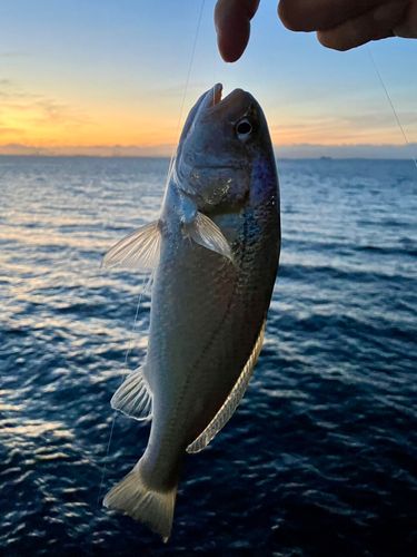 イシモチの釣果