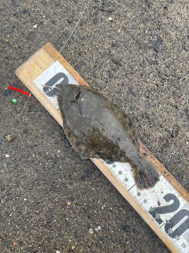 カレイの釣果