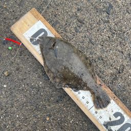 カレイ