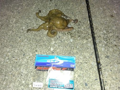 タコの釣果