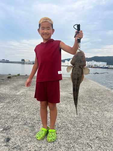 マゴチの釣果
