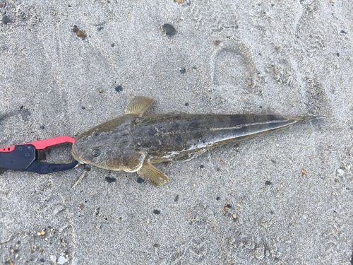 マゴチの釣果