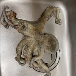 タコ