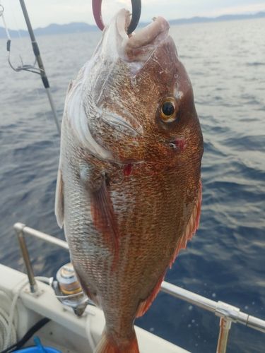 マダイの釣果