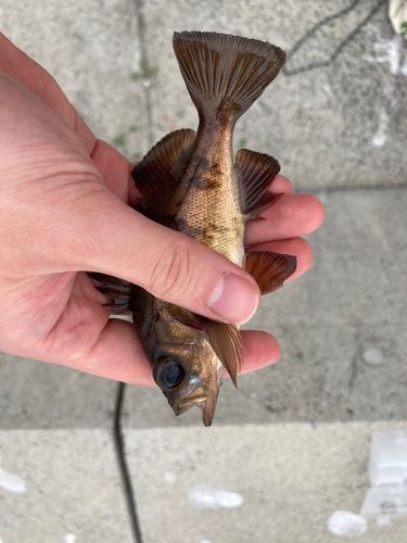 アカメバルの釣果