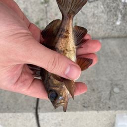 アカメバル
