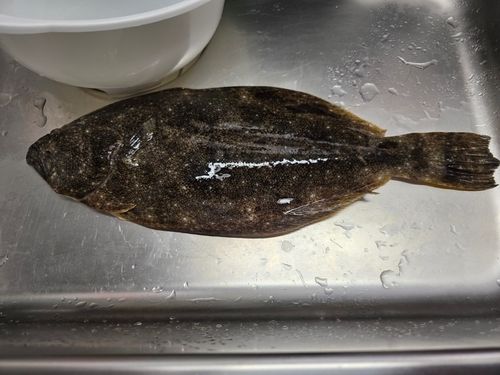 ヒラメの釣果