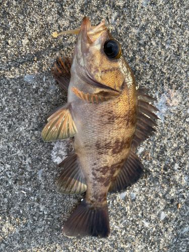 メバルの釣果