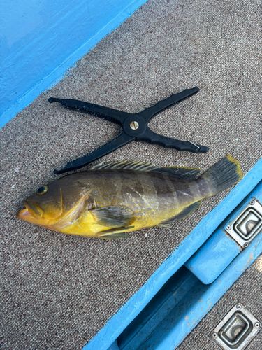 アオハタの釣果