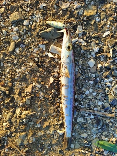 カマスの釣果