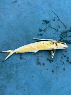 シイラの釣果