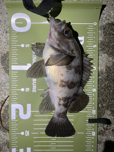 メバルの釣果
