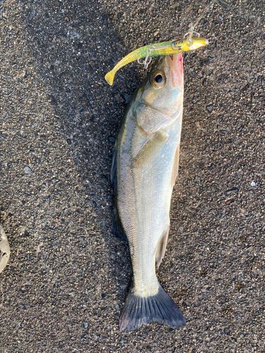 セイゴ（マルスズキ）の釣果