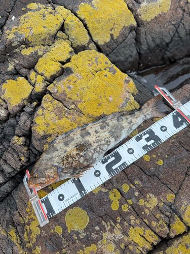 アイナメの釣果