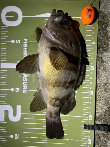 メバルの釣果