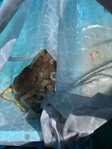 タコの釣果