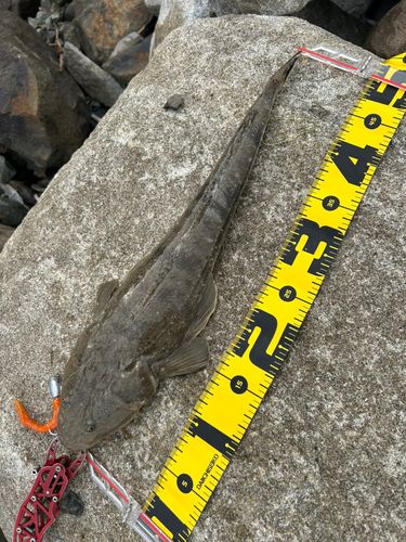 マゴチの釣果