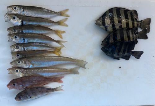 アジの釣果