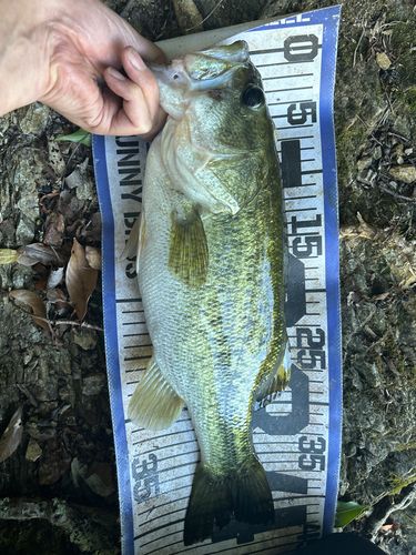 ブラックバスの釣果
