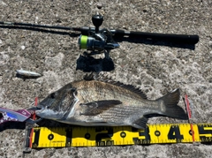 チヌの釣果