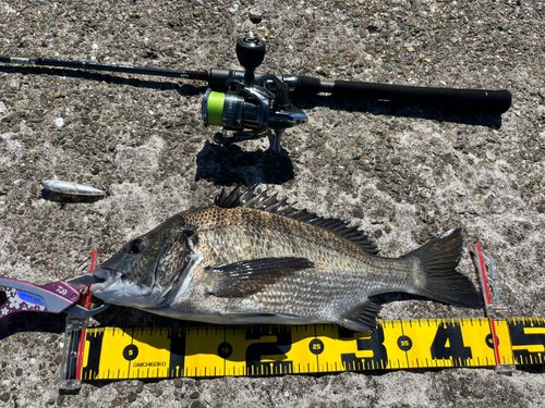 チヌの釣果