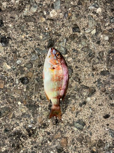 チャリコの釣果