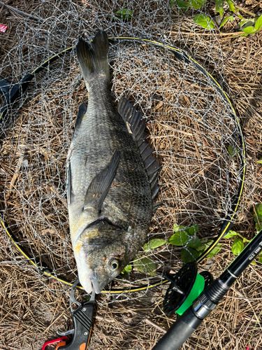 チヌの釣果