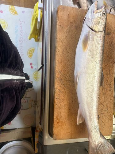 アメマスの釣果