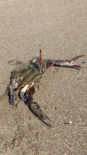 ワタリガニの釣果