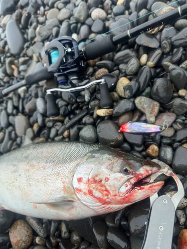 サクラマスの釣果