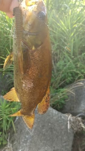 スモールマウスバスの釣果