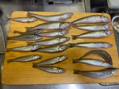 シロギスの釣果