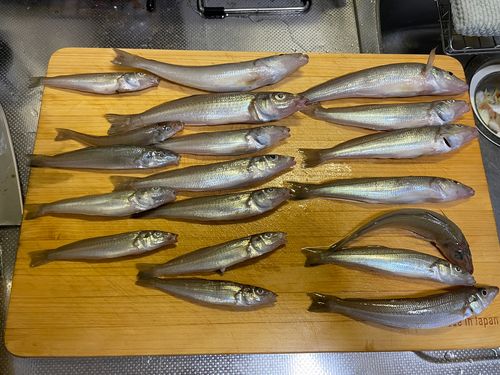 シロギスの釣果