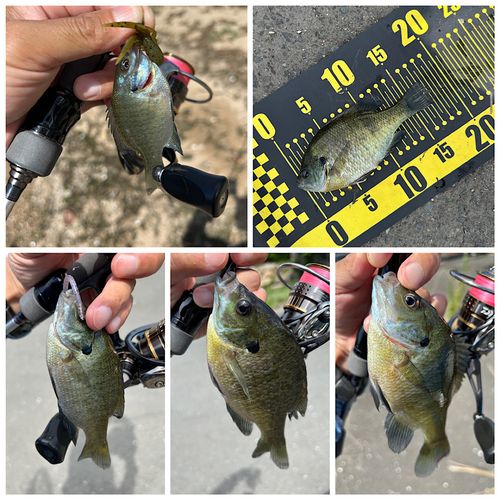 ブルーギルの釣果