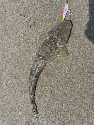 マゴチの釣果