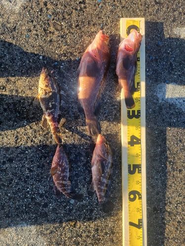 キジハタの釣果
