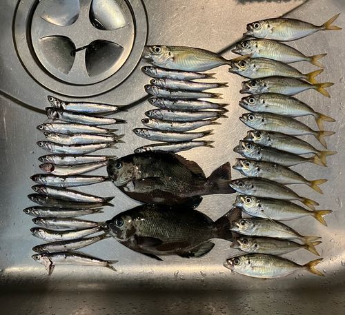 アジの釣果
