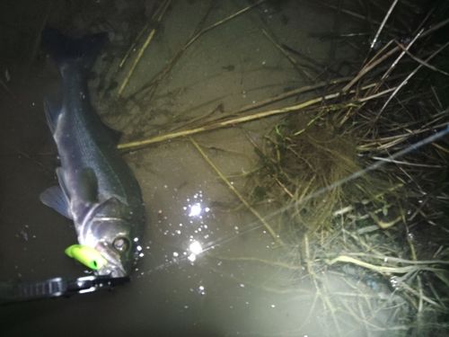 セイゴ（マルスズキ）の釣果