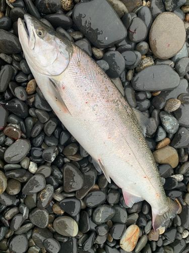 サクラマスの釣果