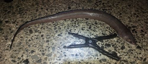 アナゴの釣果