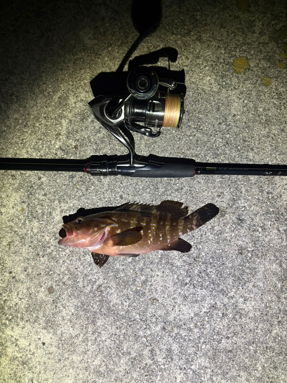 DAIWA - ダイワ　HRF 810MHS DAIWA（釣り） ダイワ HRF 810MHS ／ハードロック