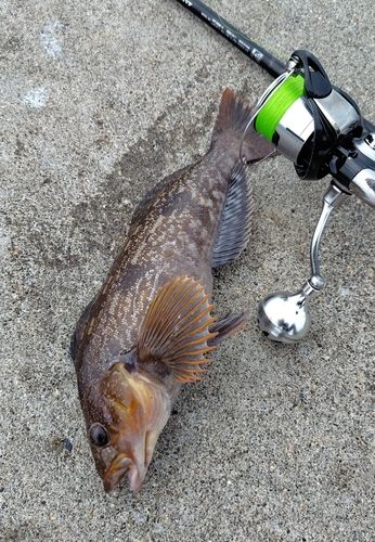 アイナメの釣果