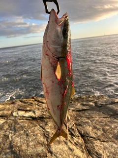 ハマチの釣果